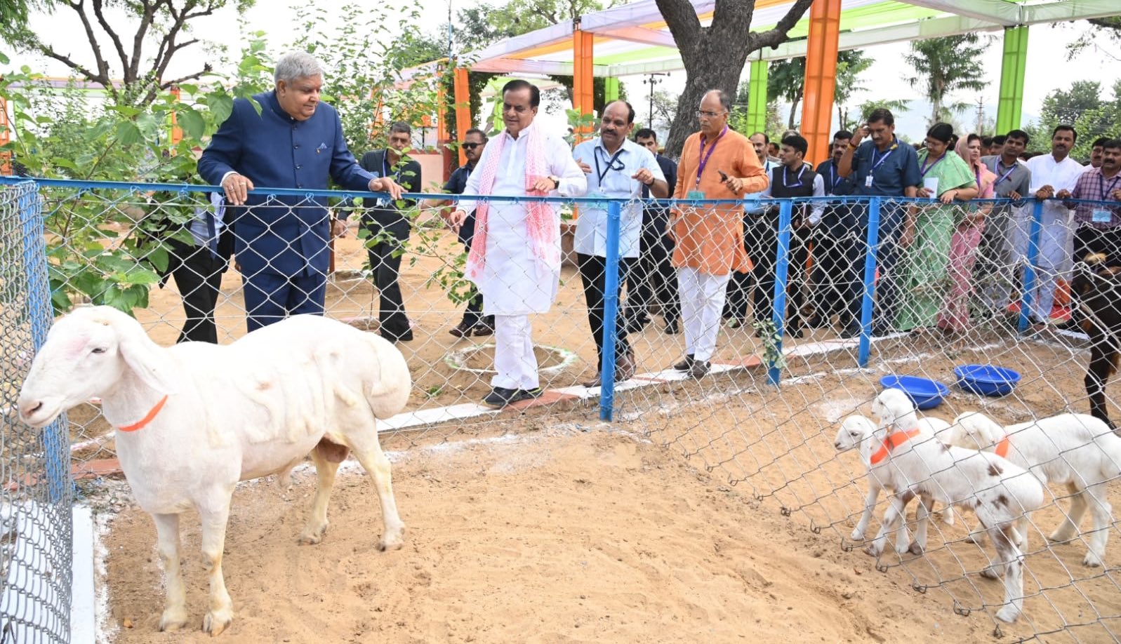 The Vice-President, Shri Jagdeep Dhankhar inspecting the improved breed of sheep developed by ICAR-Central Sheep and Wool Research Institute, Avikanagar in Tonk, Rajasthan on September 14, 2023. 